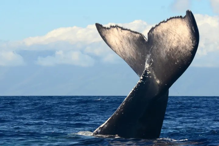 クイックシルバーで行くマアラエア港発ホエールウォッチングクルーズ